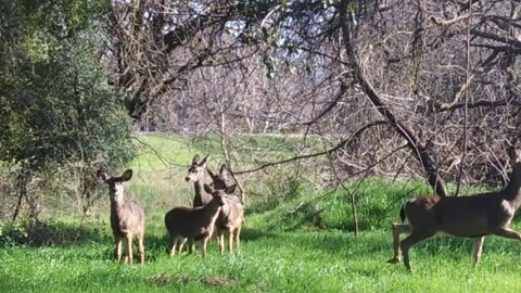 🔴 7 Deer
