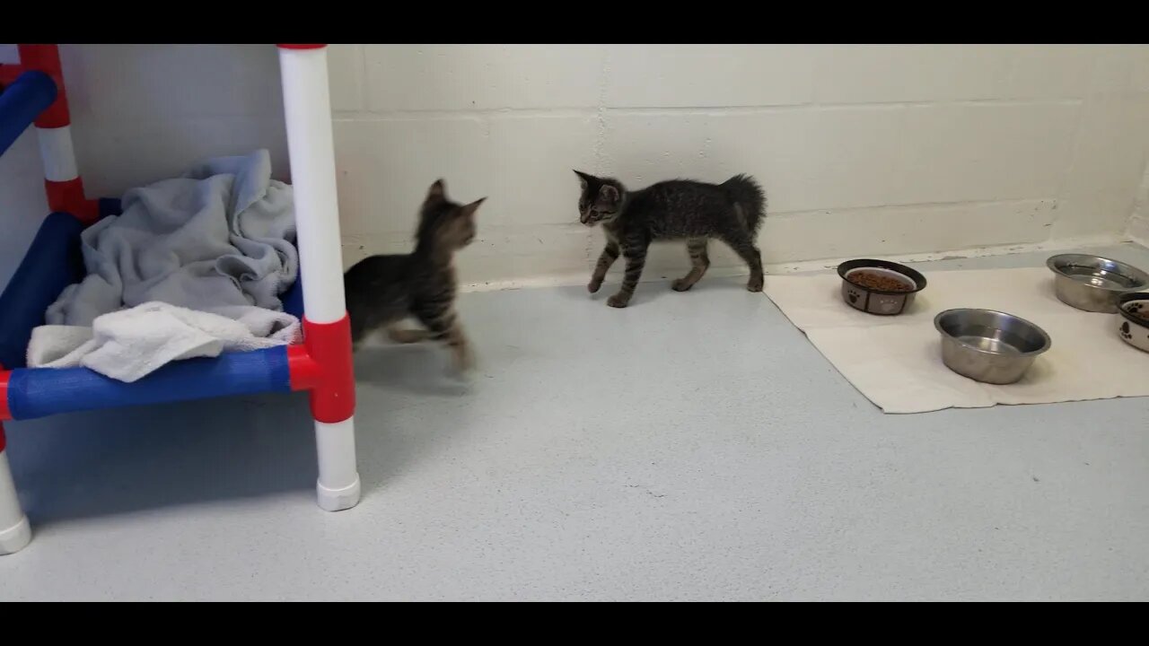 Kittens at Shelter