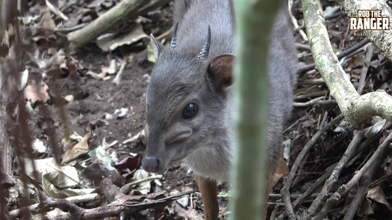 Blue Duiker (Philantomba monticola) | Smallest South African Antelope