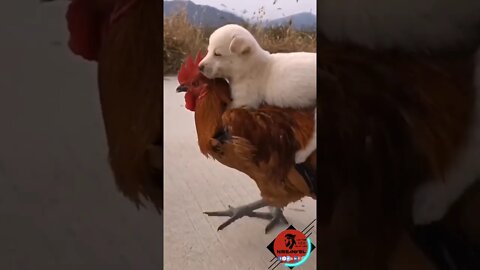 dog and hen best friends #shorts #viral