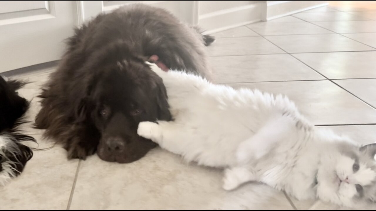 Tolerant Newfie deals with pesky Ragdoll cat