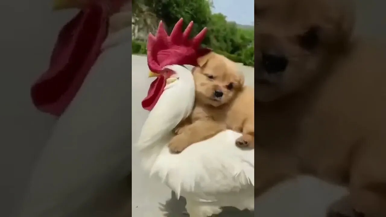BEST 😍FUNNY😍 PET VIDEOS #71 - Try Not To Laugh #shorts