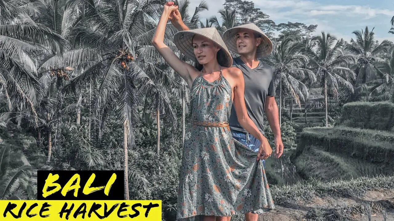 Bali Rice Harvest | Things to do in Bali FREE (CC Eng/Rus)