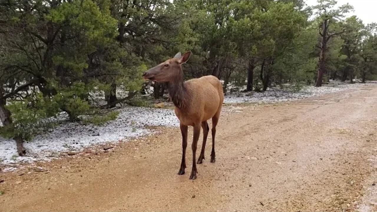 Dude, I got chased by a mad Elk in the Park, She was Hungry