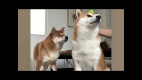 Funny Dogs Compilation || #PetLover #FunnyCatDog #FunnyAnimals #PetLover