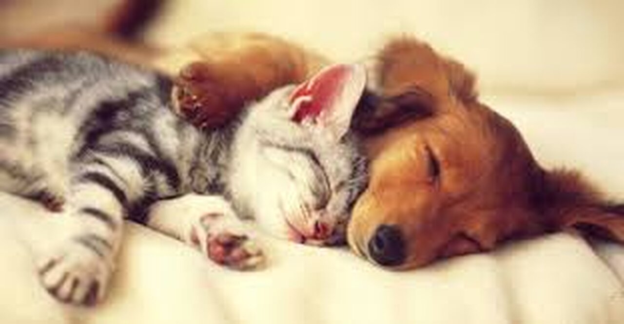 Cute Animals