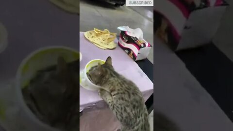 cute cat videos 😹 funny videos 😂 573 😻