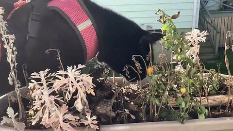 Black cat pulls weeds !😳