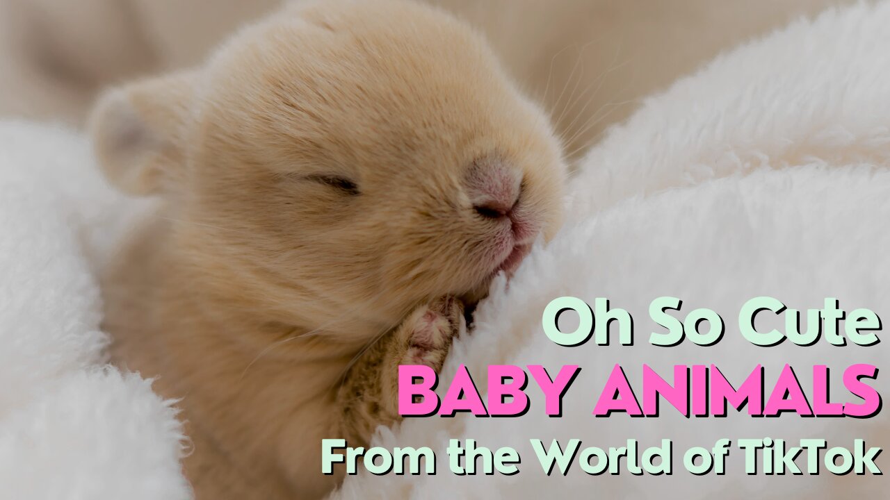 Oh So Cute. Baby Animals From The World of TikTok