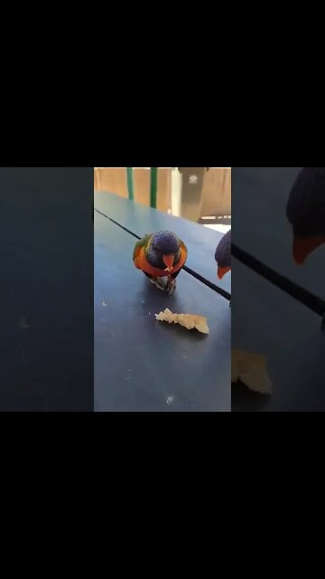 parrot at my brithday