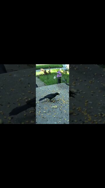 The Grackle And The Peanut #Shorts 🌼