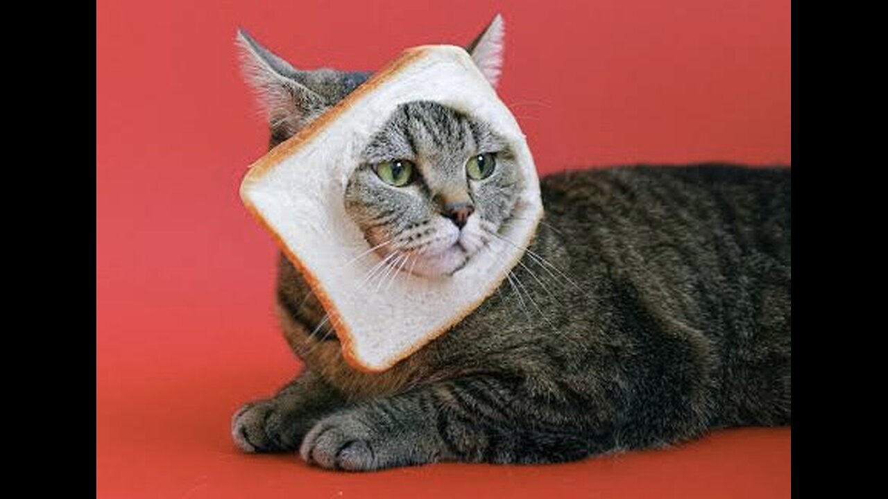 Funny cat video | 2024