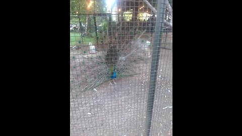 beautiful bird in the world