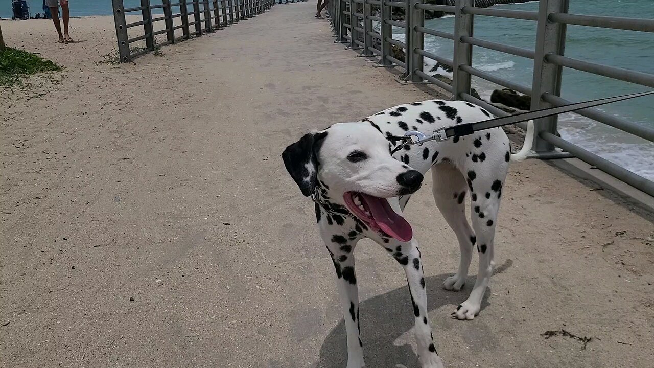 Luna at the San Sebastian State Park Pier in Florida