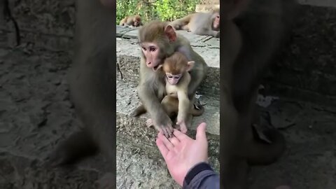 cute baby monkey