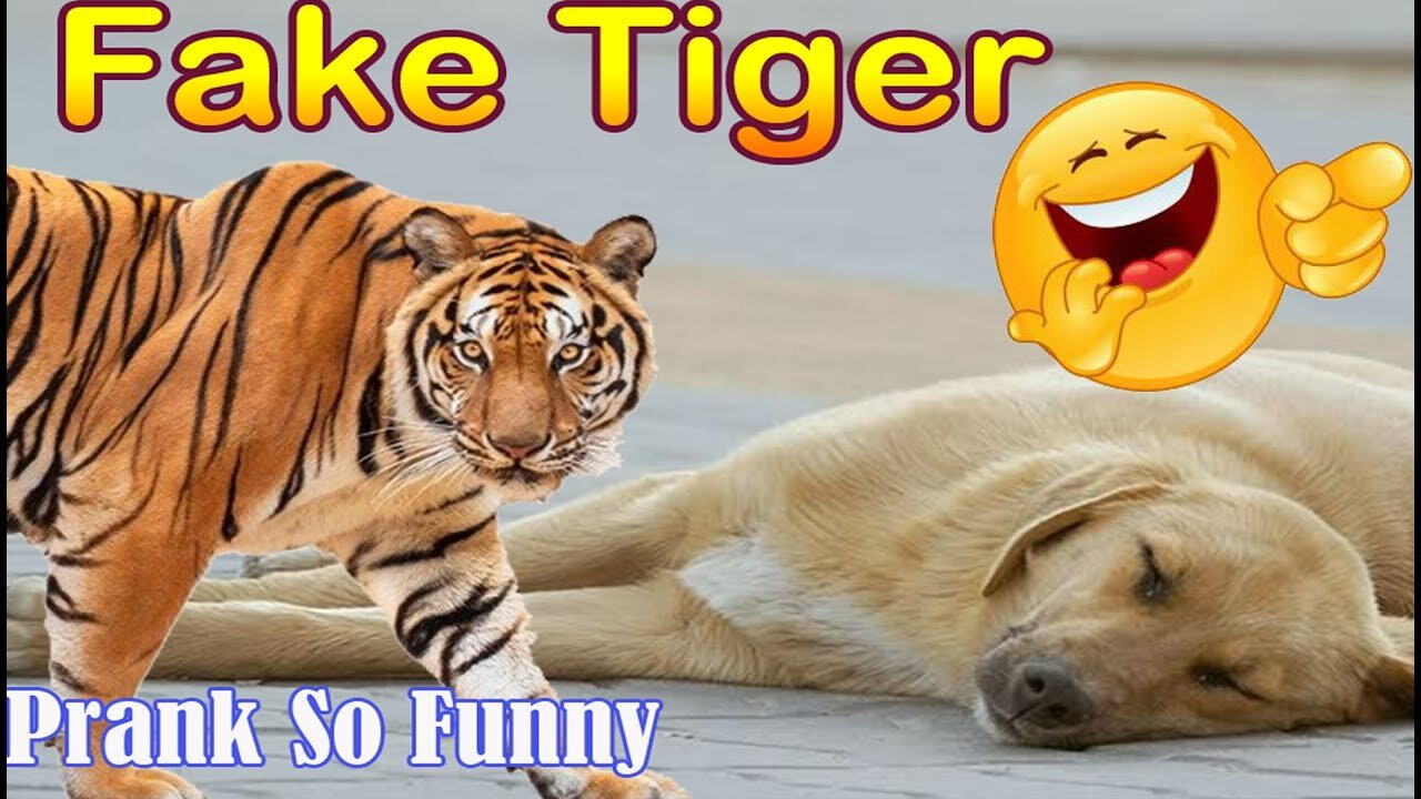 Troll prank dog funny, & fake lion & fake tiger, prank to dog, box prank to dog