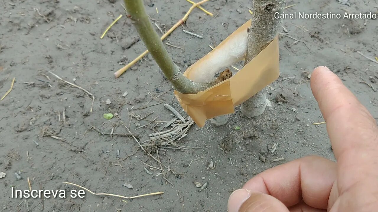 Como evitar Formigas nas plantas de um Jeito Simples #Nordeste