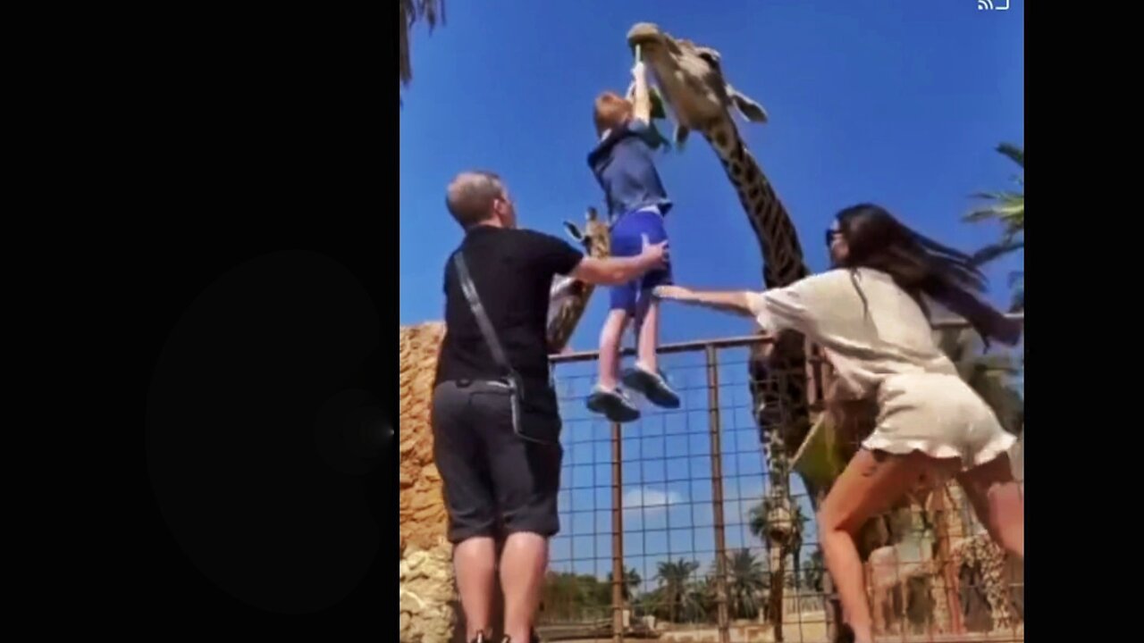 Child Trying To Feed Giraffe, Unexpected Danger.