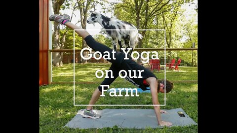 Goat Yoga on Our Farm