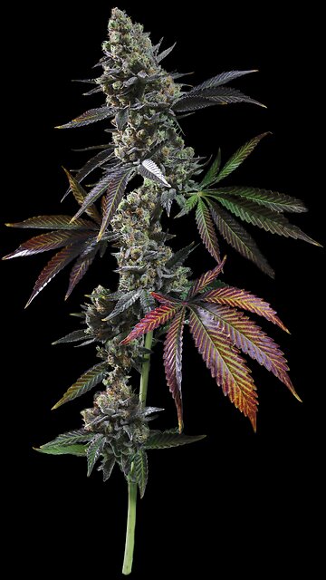 When The Beta Myrcene Hits In a sativa vs how it hits in an Indica