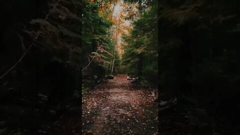 FOREST#Dreaming#relax#wild#shorts
