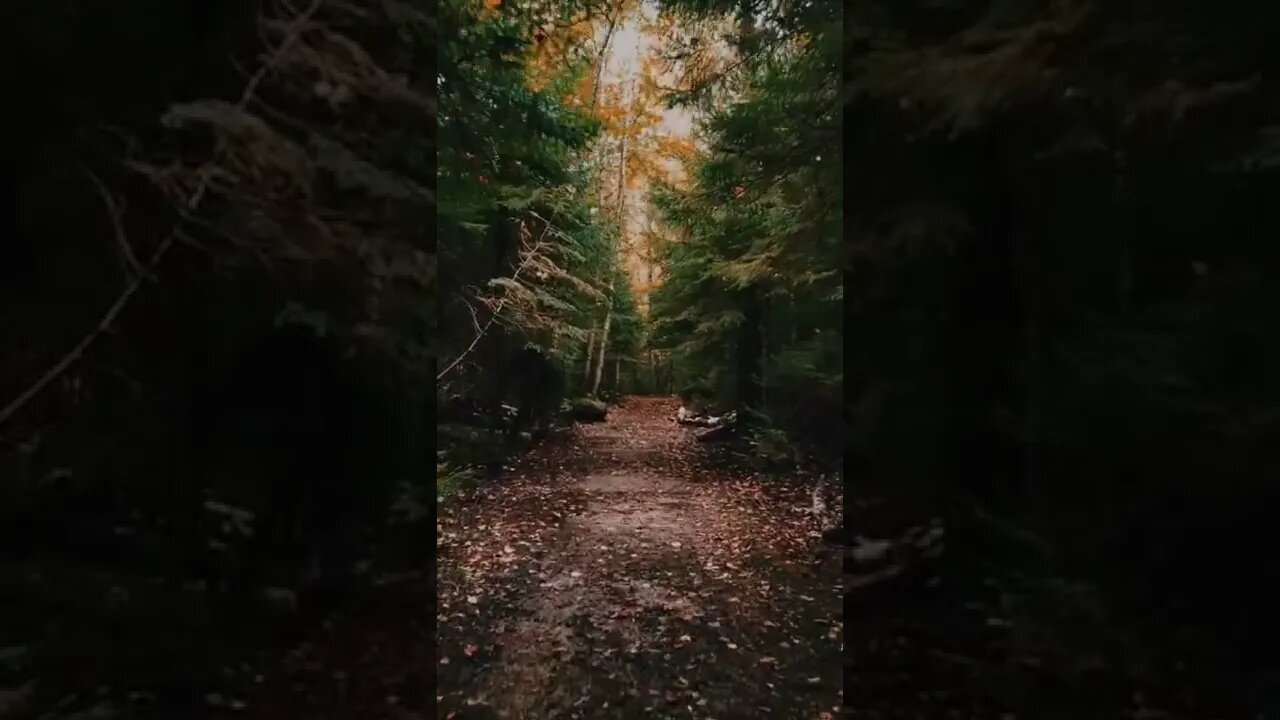 FOREST#Dreaming#relax#wild#shorts