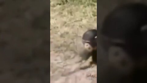 funny animal#shorts