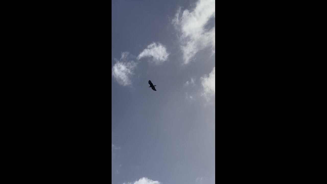 Bald Eagle Hovers Over Me | 4K