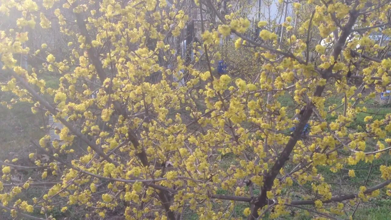 Cornus mas (Cornelian cherry) trees in bloom (P2)