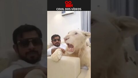 olha o bicho de estimação desse cara 😱😱😱