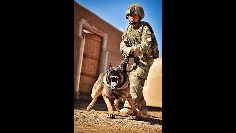 Military Dogs & Military War Animals ; Unsung Heroes