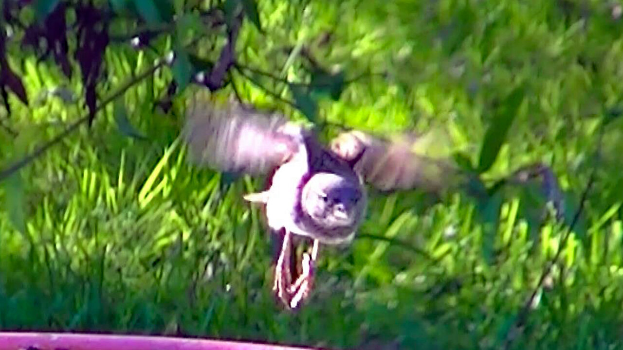 IECV NV #668 - 👀 Starling And House Sparrows At The Bird Bath Getting A Drink 7-3-2018