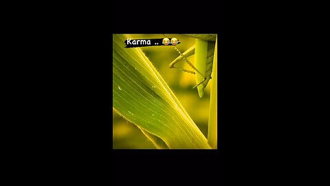 #karama