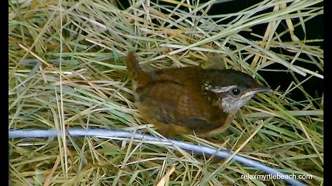 Carolina Wren fledglings leaving my barn.