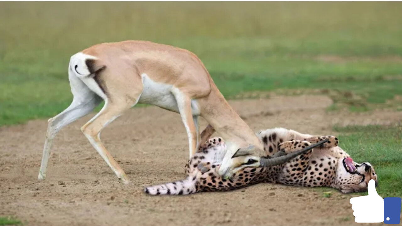 WORLD’S FASTEST ANIMALS FAIL! Grant’s Gazzele Take Down Cheetah With Horns, Lion Hunt Imapala Fail