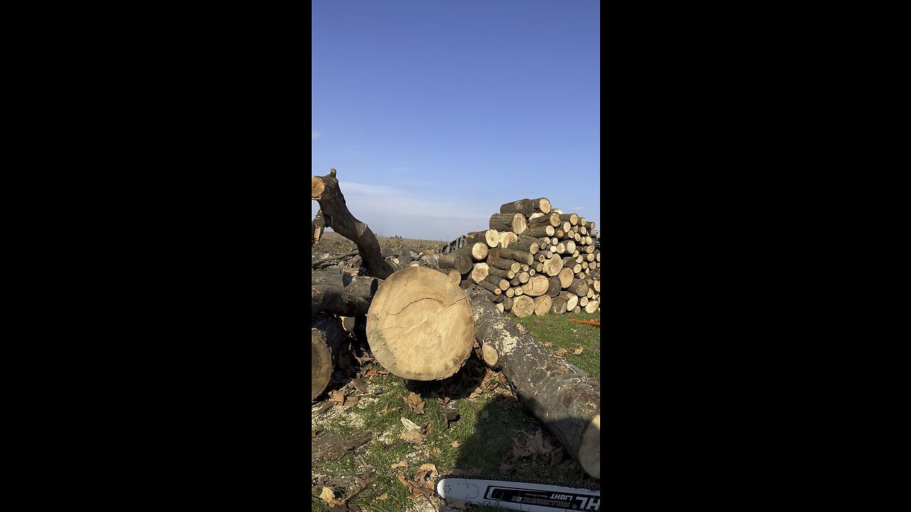 Stihl 500i cutting 18” Elm log.