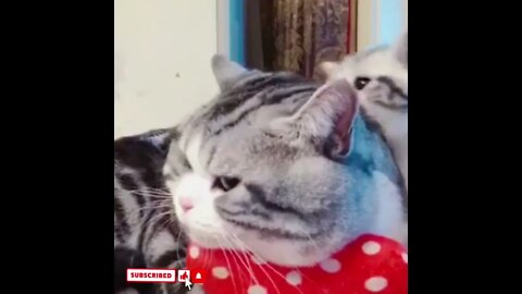 cute cat videos 😹 funny videos 😂1553