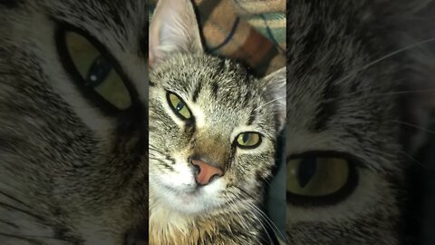 Close up kitty very purry💕