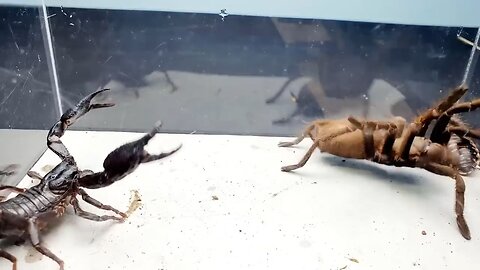 Scorpion Vs Spider fight