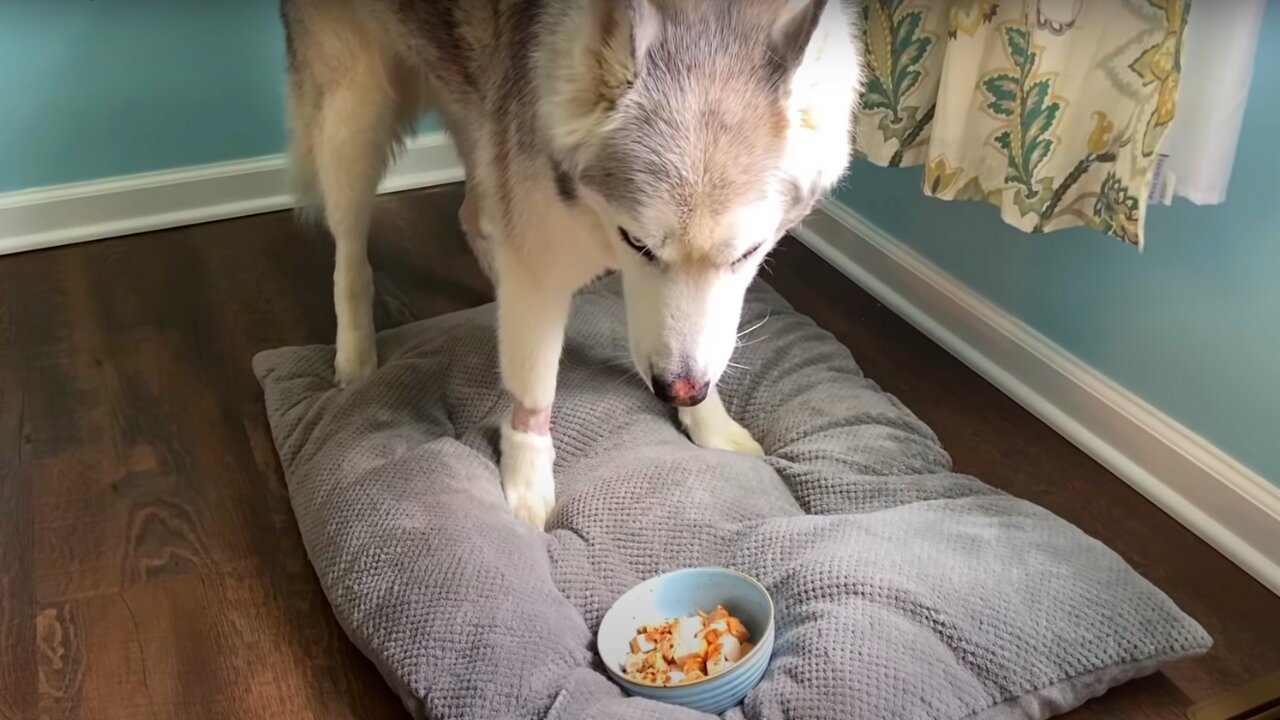 Stubborn Husky refuses to eat and tries to bury food😂🤣