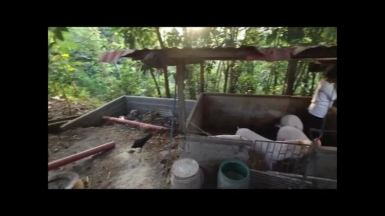 PIGGERY NEWS