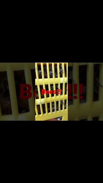 We just picked these guys up today I hope it goes well￼!￼