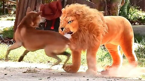 Troll Prank Dog Funny & fake Lion and Fake Tiger Prank To dog & Huge Box Prank to dog