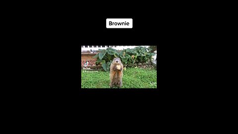 Brownie