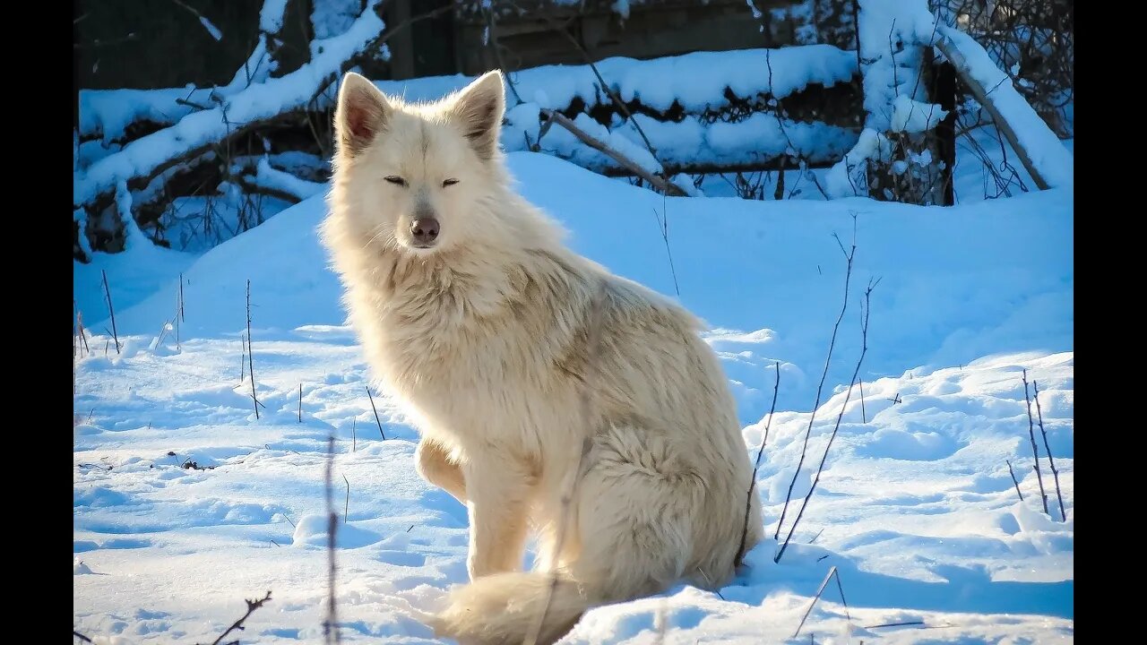 Solitarius lupus - Гурги танҳо - Vienišas vilkas - தனி ஓநாய் - एकटा लान्डगा