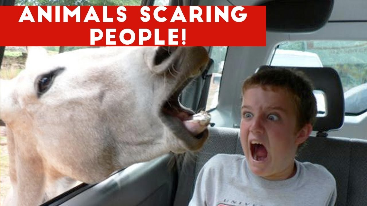 Funny Different Animals Chasing and Scaring People 2023