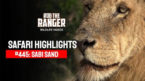 Safari Highlights #445: 20 - 23 November 2016 | Sabi Sand Nature Reserve | Latest Wildlife Sightings