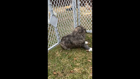 Brindle Boy with White “snout” Pyredoodle