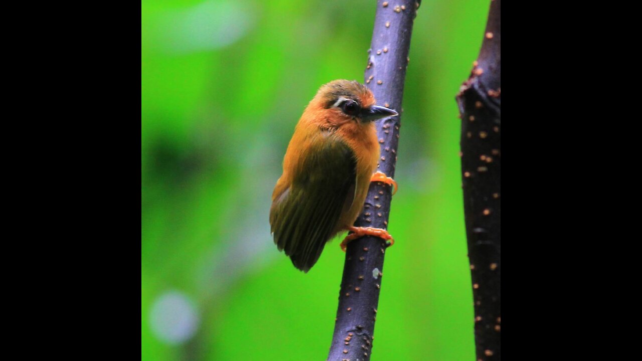 White-browed Piculet bird video