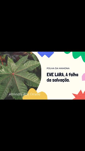 A folha da SALVAÇÃO!